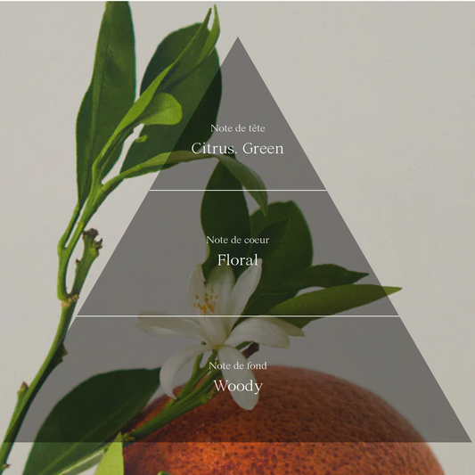 Dry Body Oil |Le Sud La Nuit